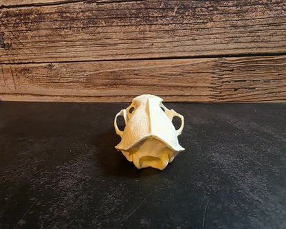 Mink Skull