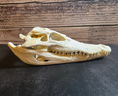 Crocodile Skull