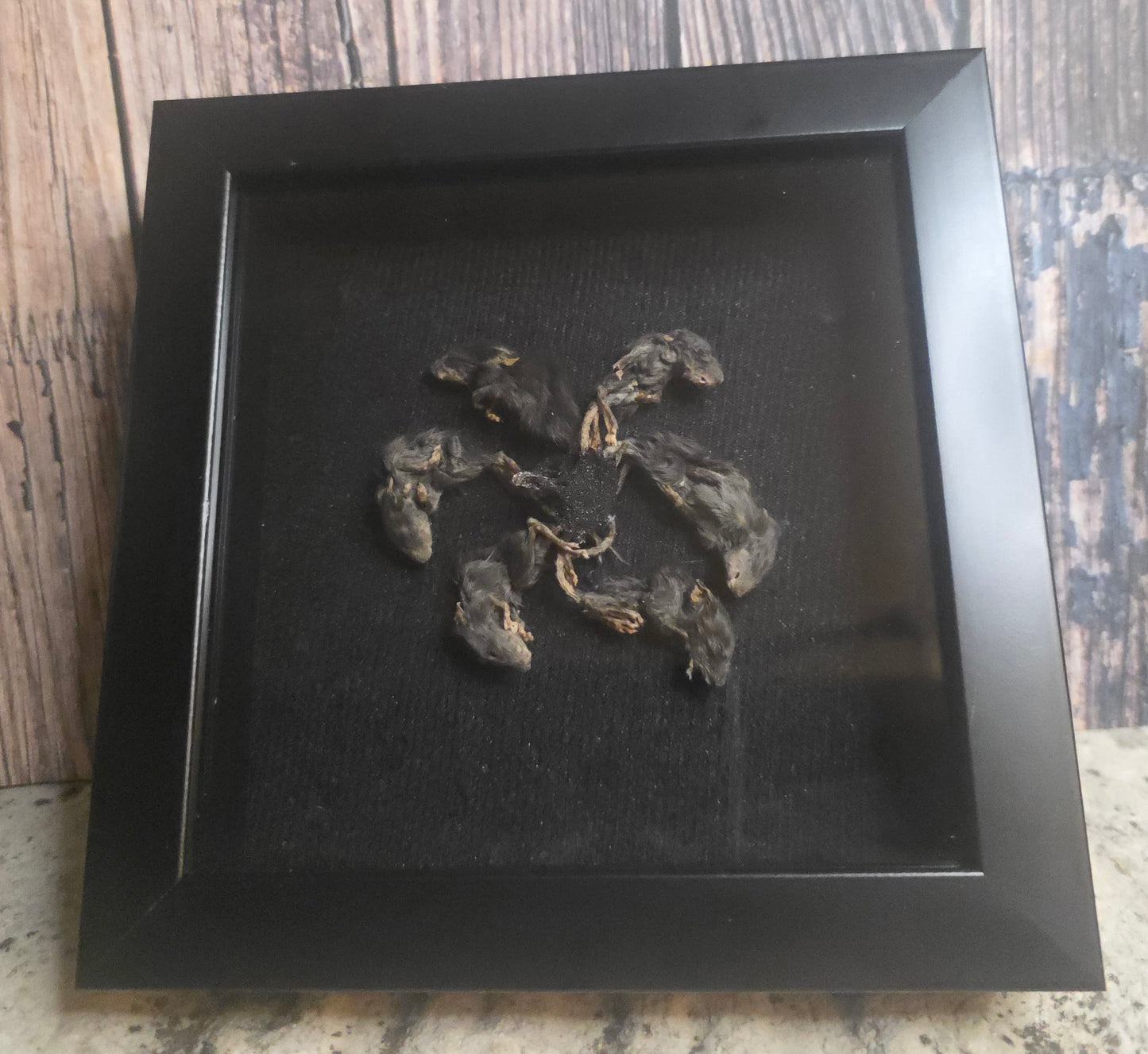 Rat King IX Gaff Shadowbox Frame