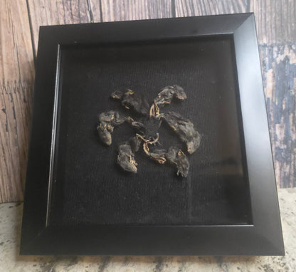 Rat King IX Gaff Shadowbox Frame