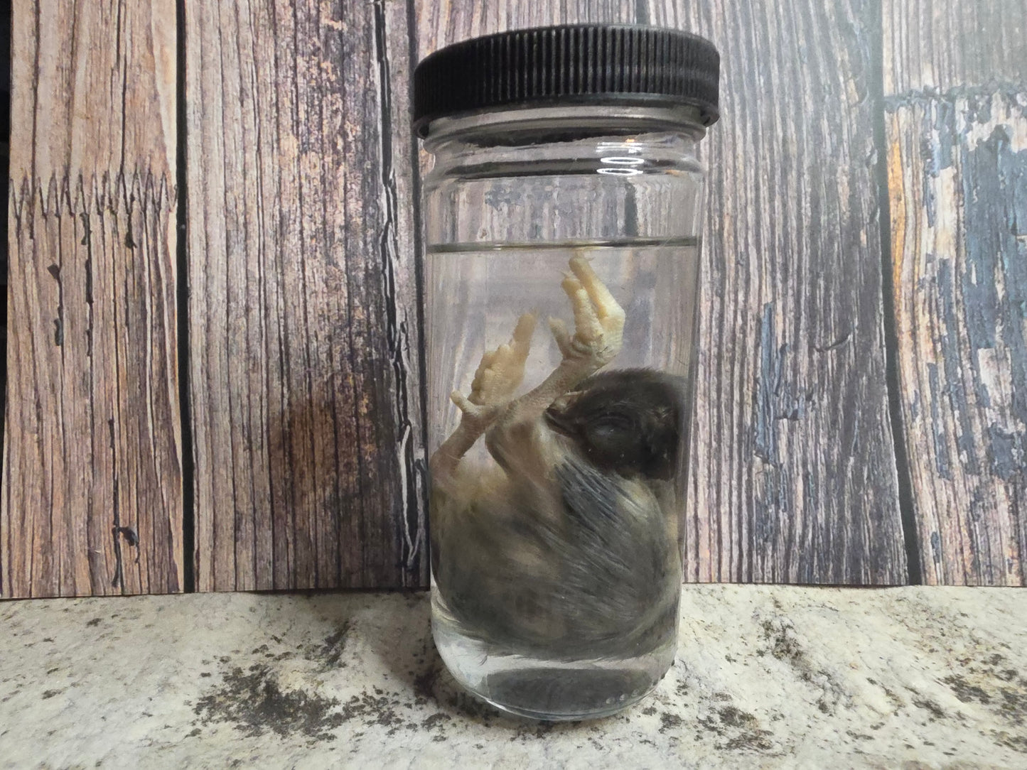 Black Domestic Chick Wet Specimen (#1)