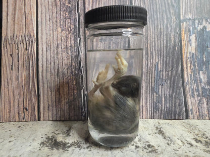 Black Domestic Chick Wet Specimen (#1)