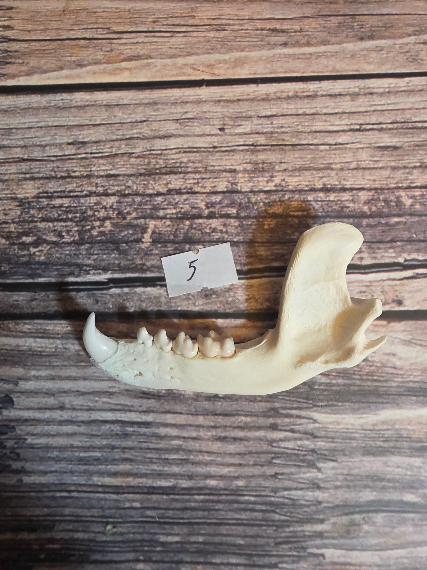Craft Grade Raccoon Jawbone