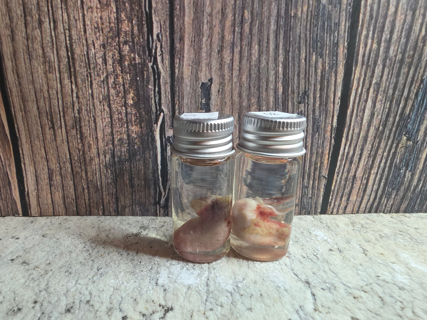 Red Fox Testicle Wet Specimen