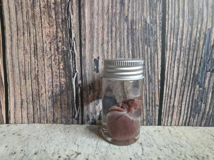 Wild Rabbit Heart Wet Specimen