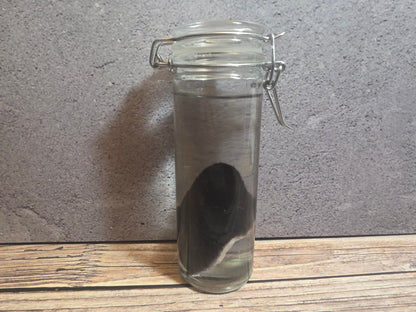 Black Cat Ear Wet Specimen