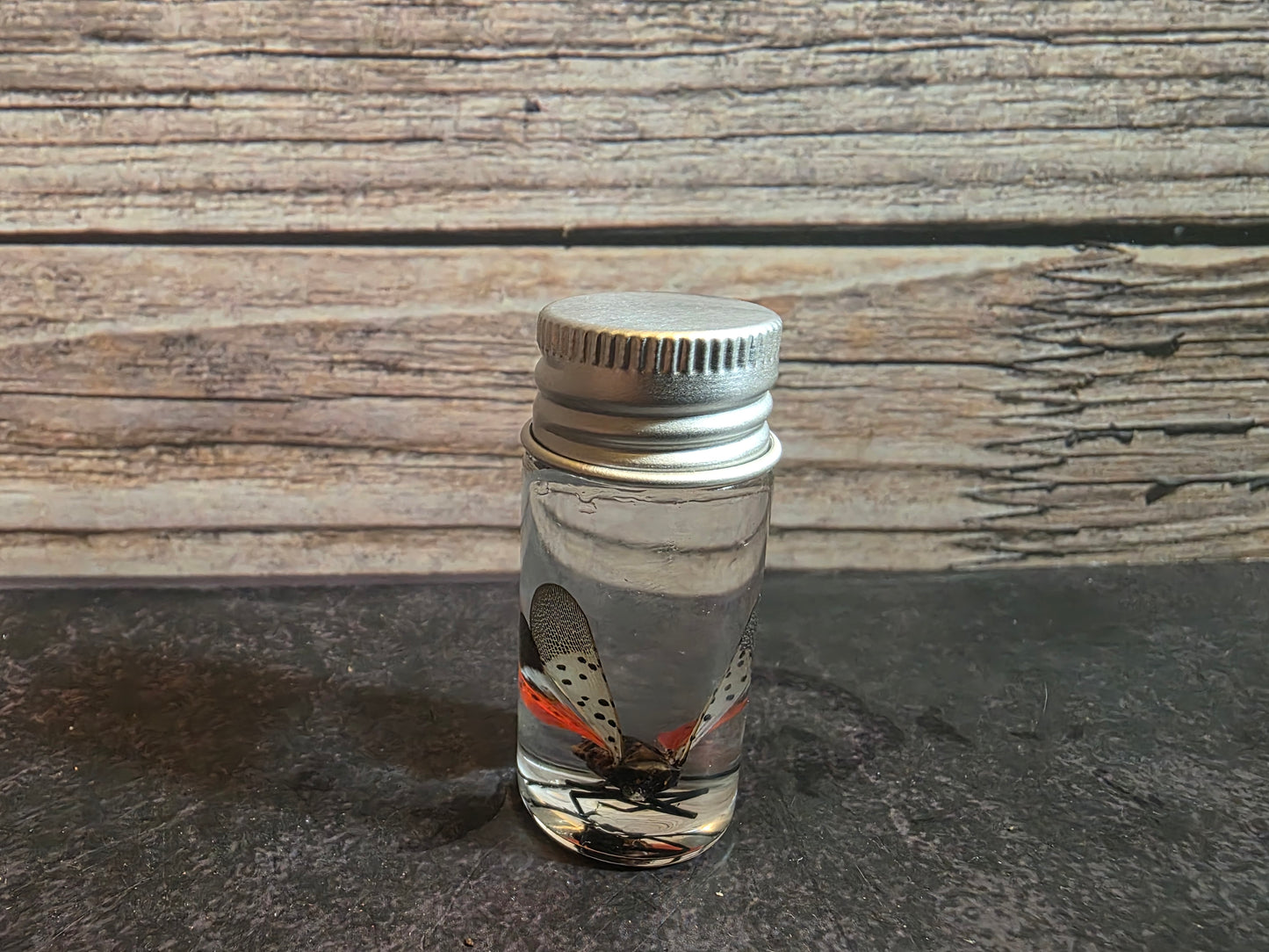 Spotted Lanternfly Wet Specimen Vial