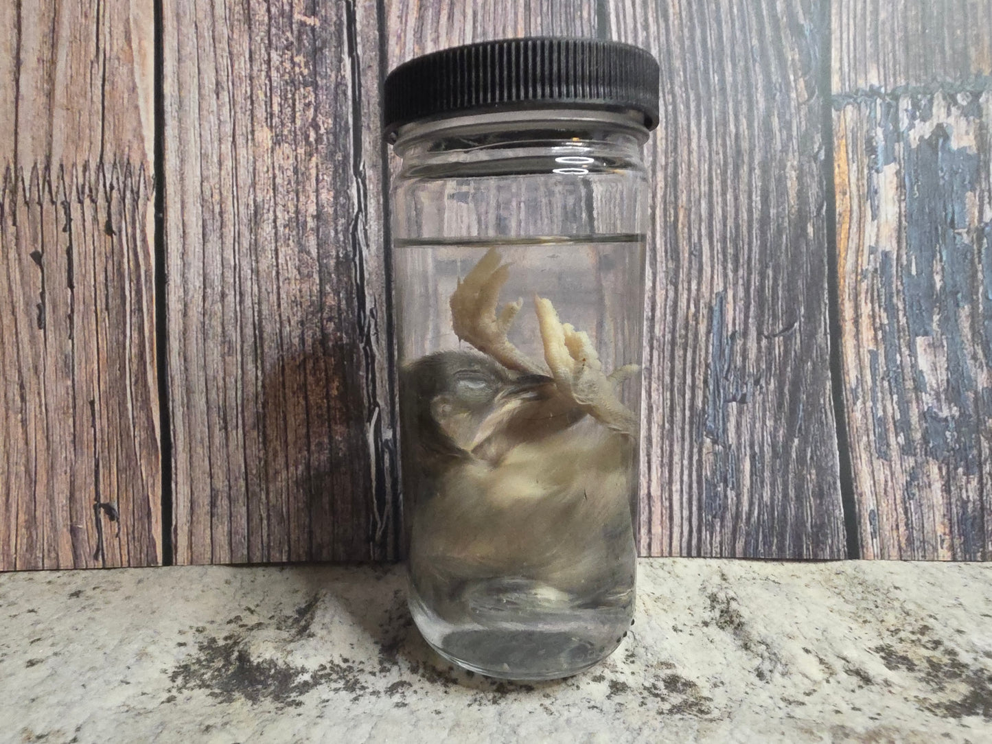 Black Domestic Chick Wet Specimen (#1)