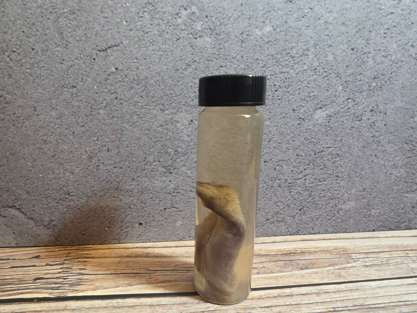 Grey Tortiseshell Cat Tongue Wet Specimen