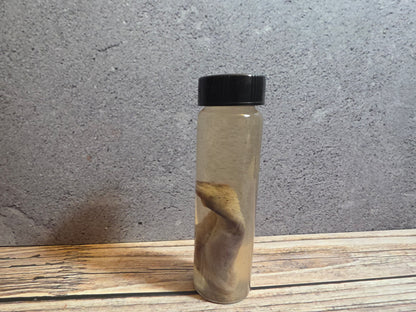 Grey Tortiseshell Cat Tongue Wet Specimen