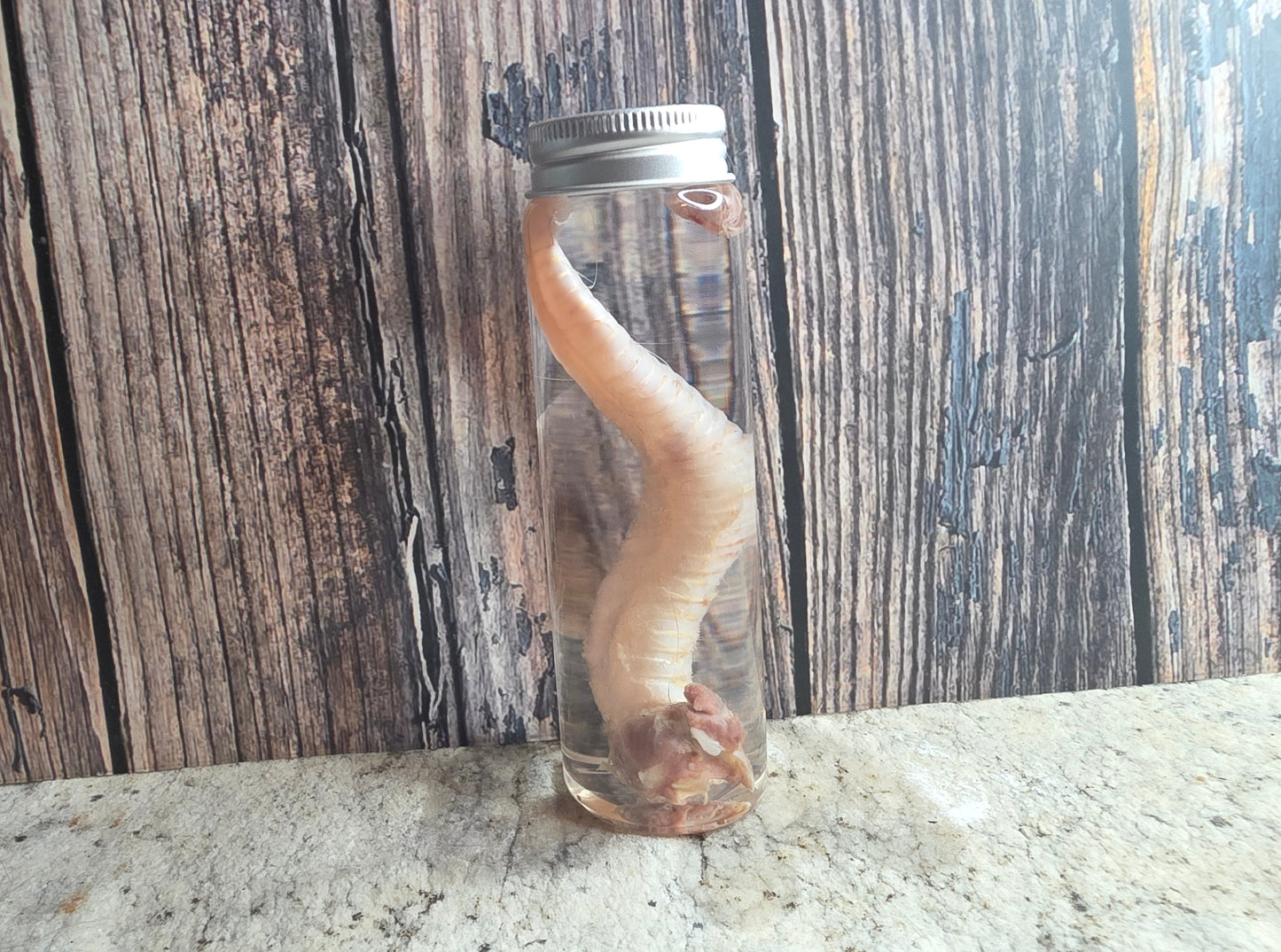 Red Fox Trachea (Windpipe) Wet Specimen