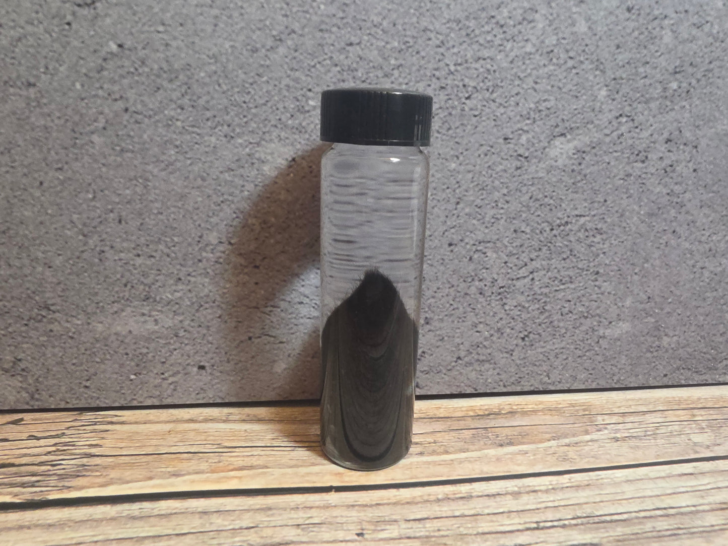 Tuxedo Kitten Ear Wet Specimen