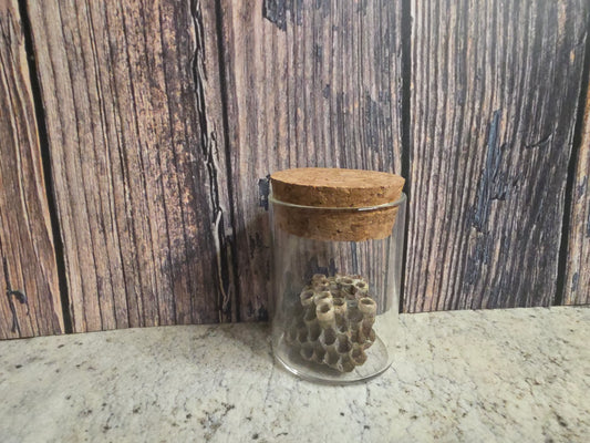 Paper Wasp Nest Curio Vial (Cork Top)