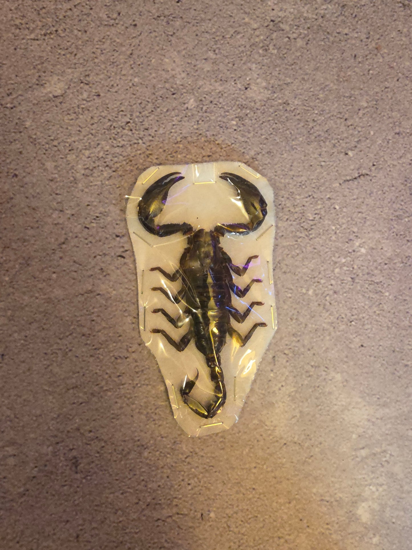 Giant Forest Scorpion