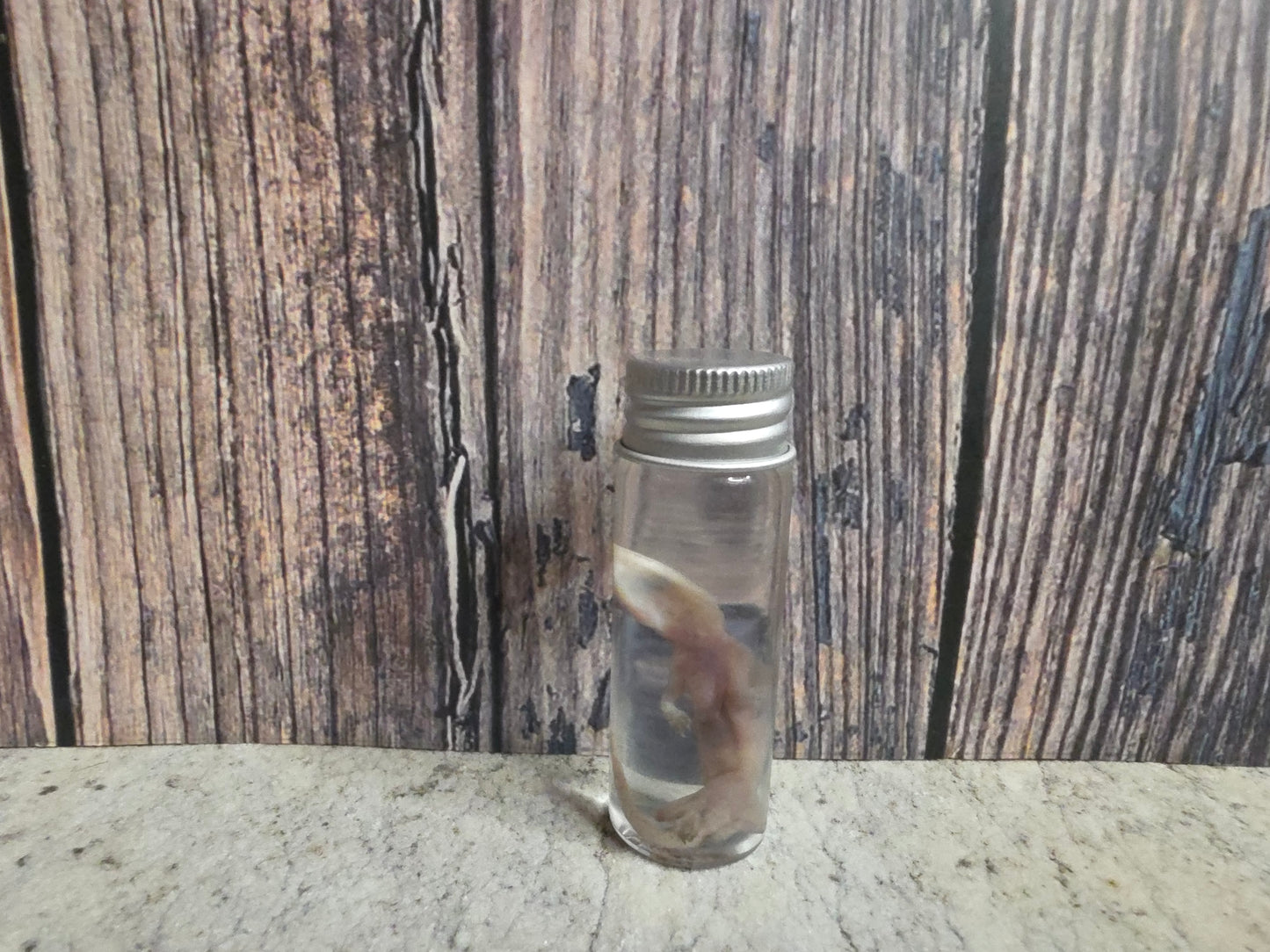 Gecko Wet Specimen (#1)