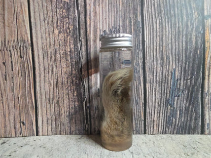 Wild Rabbit Paw Wet Specimen