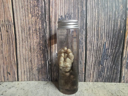 Virginia Opossum Front Paw Wet Specimen