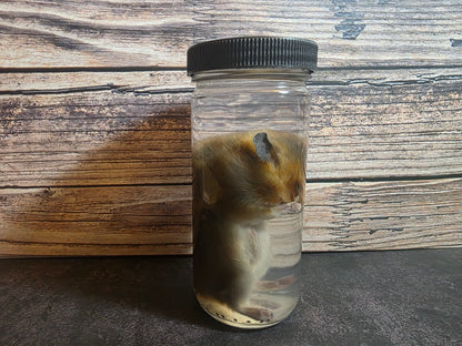 Hamster Wet Specimen (L)
