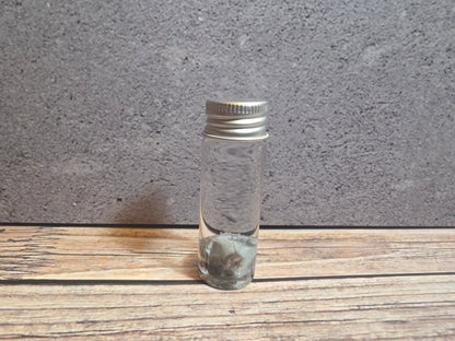 Tuxedo Kitten Eyeball Wet Specimen