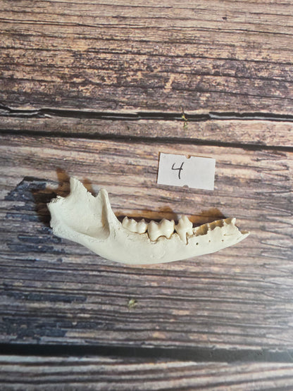Craft Grade Raccoon Jawbone
