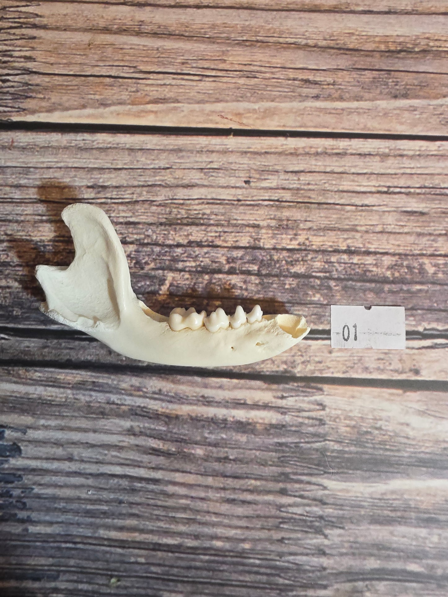 Craft Grade Raccoon Jawbone