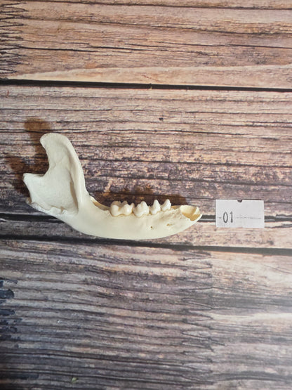 Craft Grade Raccoon Jawbone