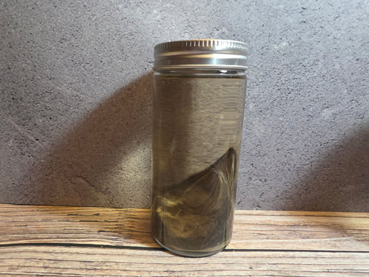 Grey Tortiseshell Cat Ear Wet Specimen