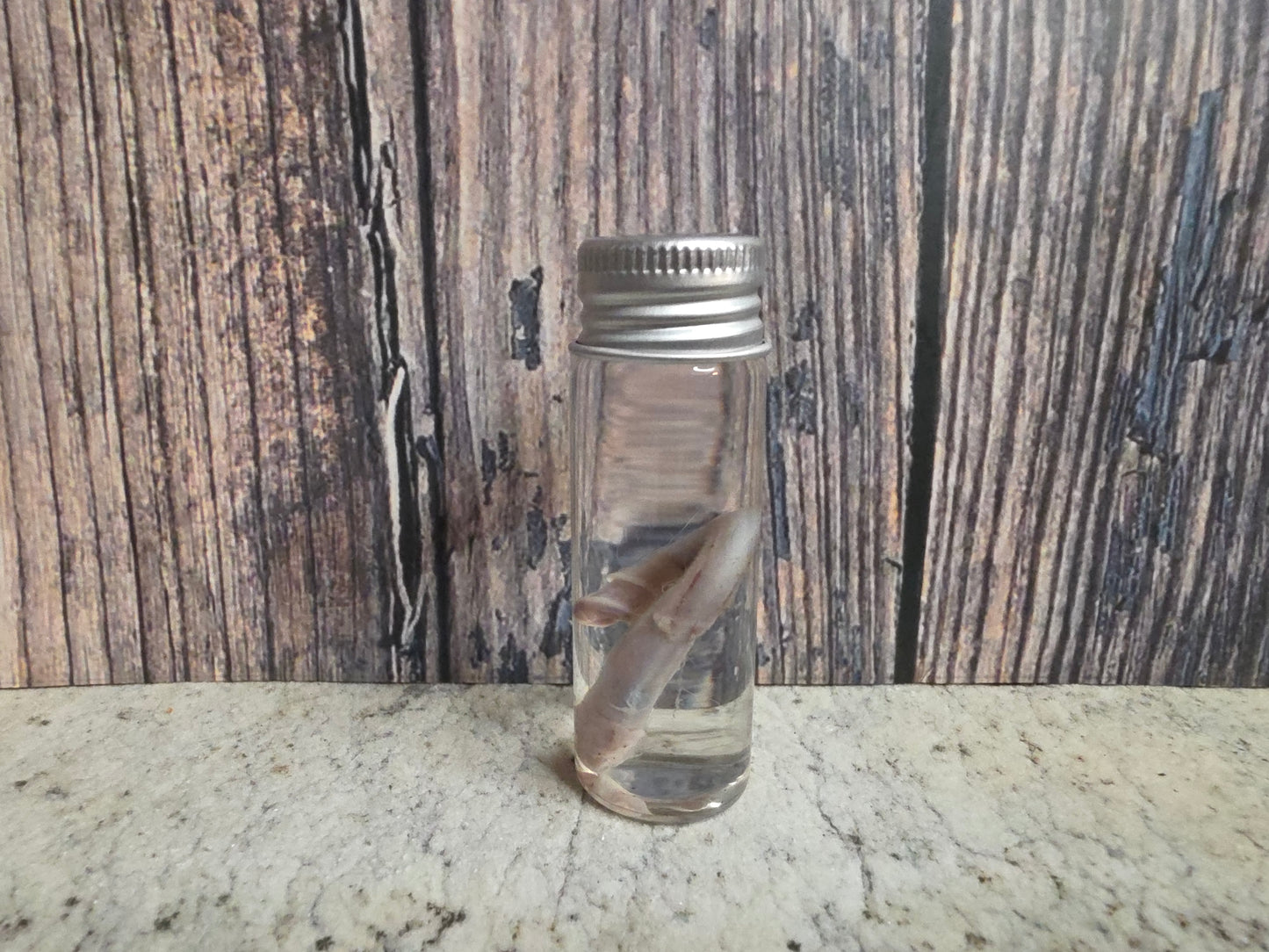 Squirrel Penis Wet Specimen (#1)