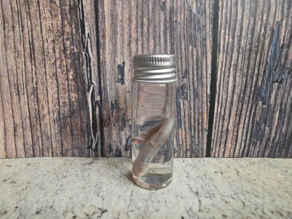 Squirrel Penis Wet Specimen (#1)