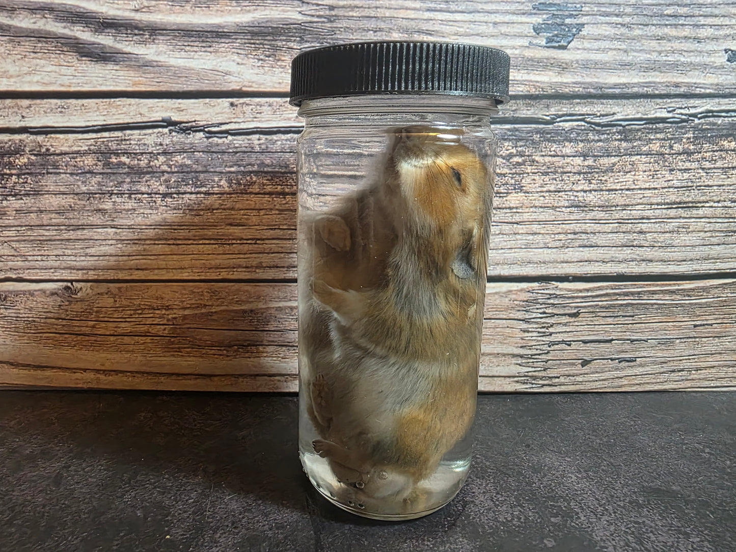 Hamster Wet Specimen (L)