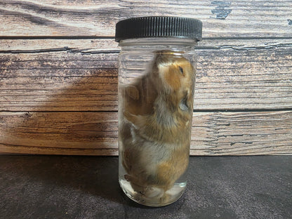 Hamster Wet Specimen (L)