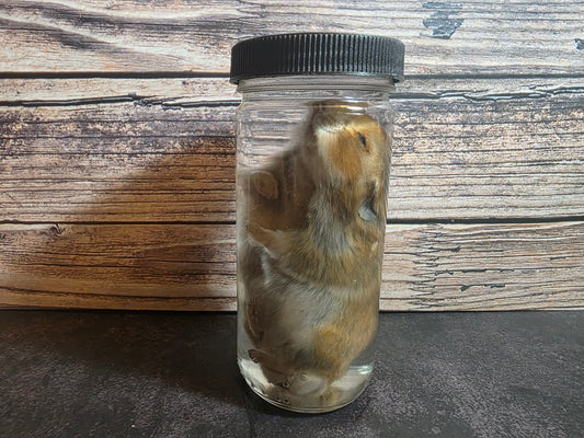 Hamster Wet Specimen (L)