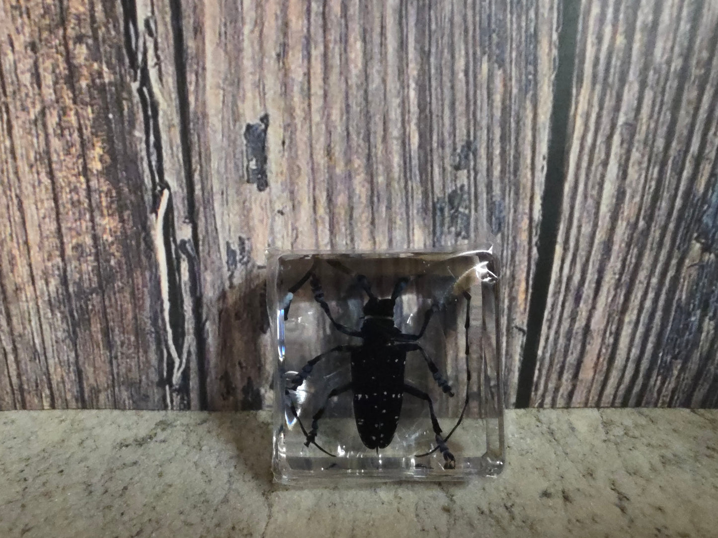 Citrus Long Horned Beetle (Resin Encased)