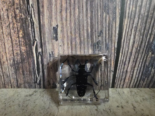 Citrus Long Horned Beetle (Resin Encased)