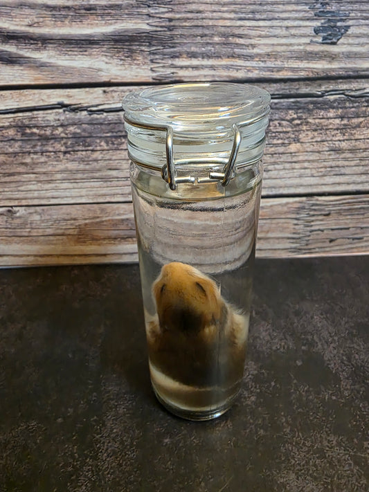 Hamster Wet Specimen (Sm) #1