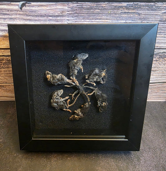 Rat King IV Gaff Shadowbox Frame