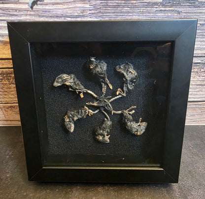 Rat King V Gaff Shadowbox Frame