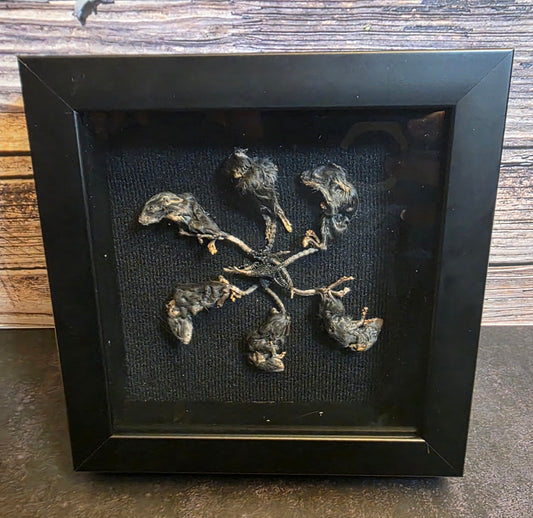Rat King V Gaff Shadowbox Frame