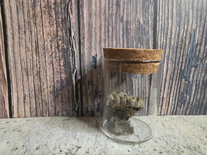 Imperfect Paper Wasp Nest Curio Vial (Cork Top)