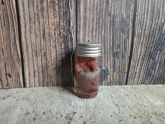 Imperfect Domestic Cat Heart Wet Specimen