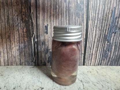 Imperfect Virginia Opossum Heart Wet Specimen (#1)