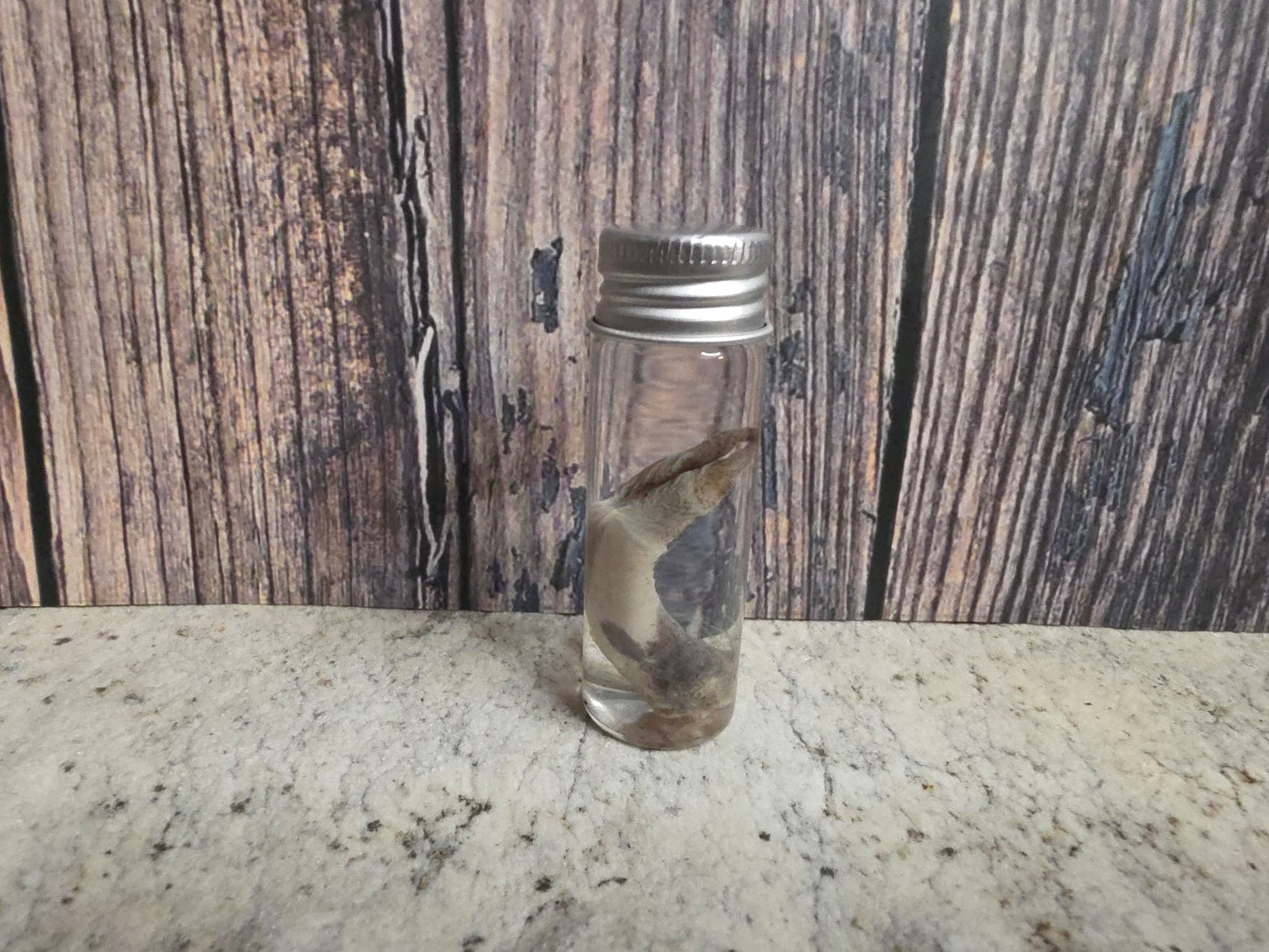 Virginia Opossum Penis Wet Specimen (#1)
