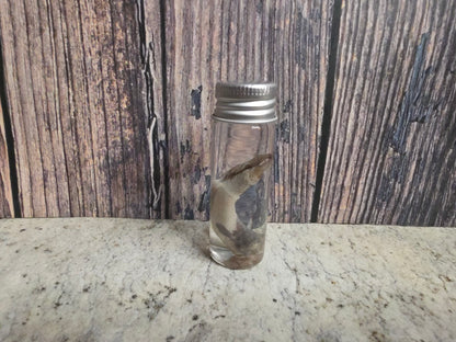 Virginia Opossum Penis Wet Specimen (#1)