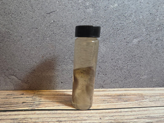 Grey Tortiseshell Cat Tongue Wet Specimen