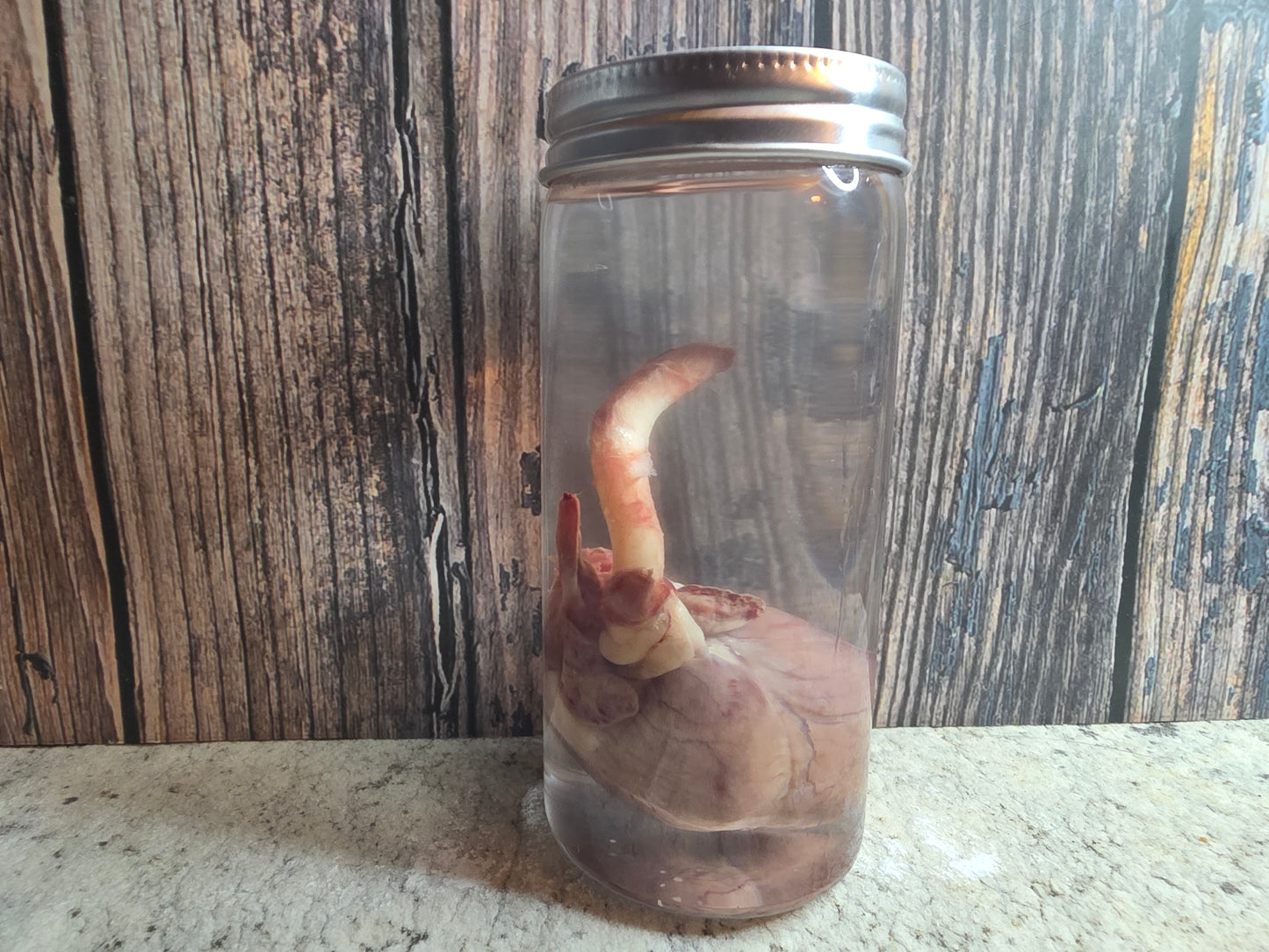 Red Fox Heart Wet Specimen