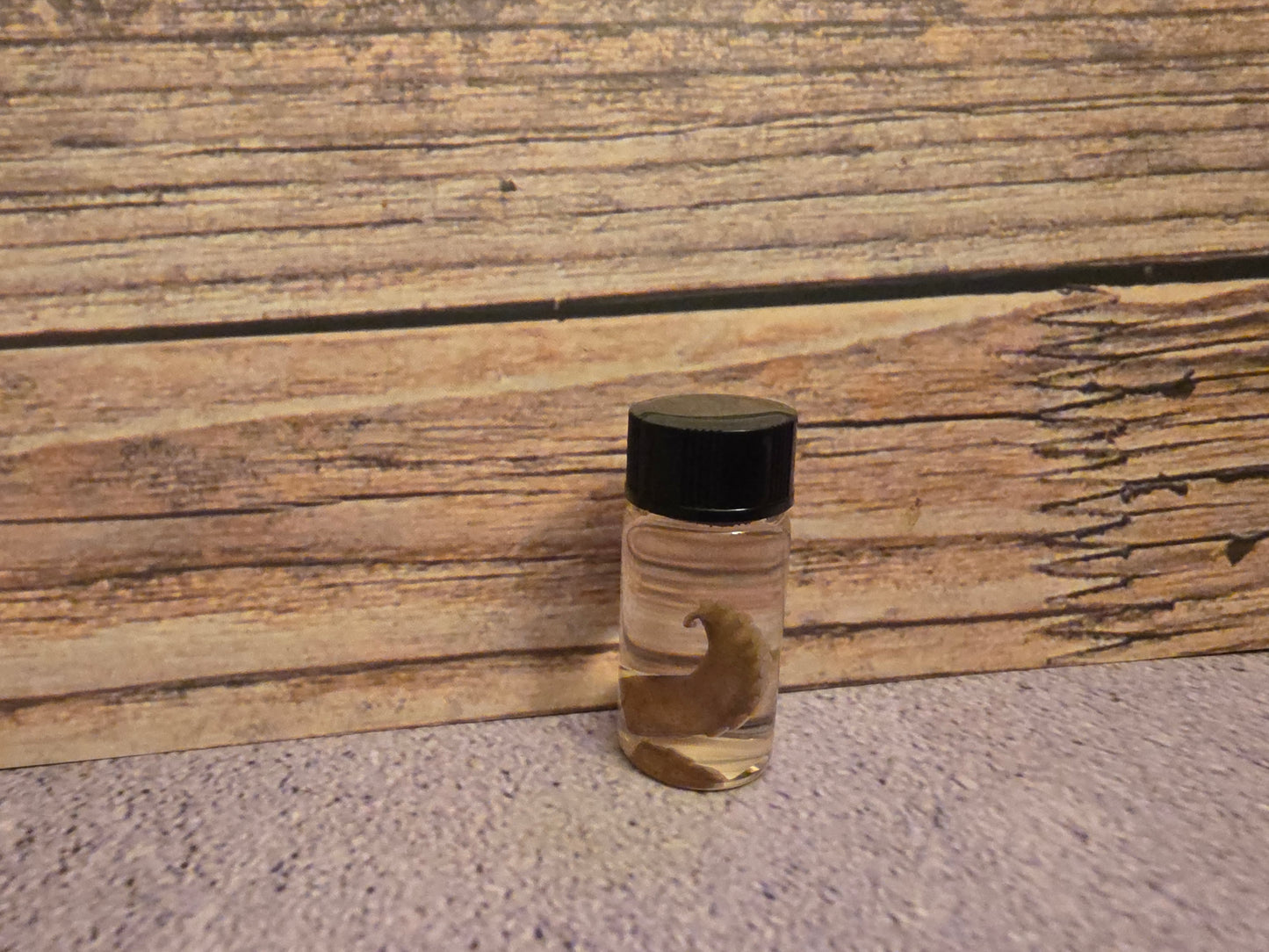 Tiny Octopus Tentacle Curio Vial