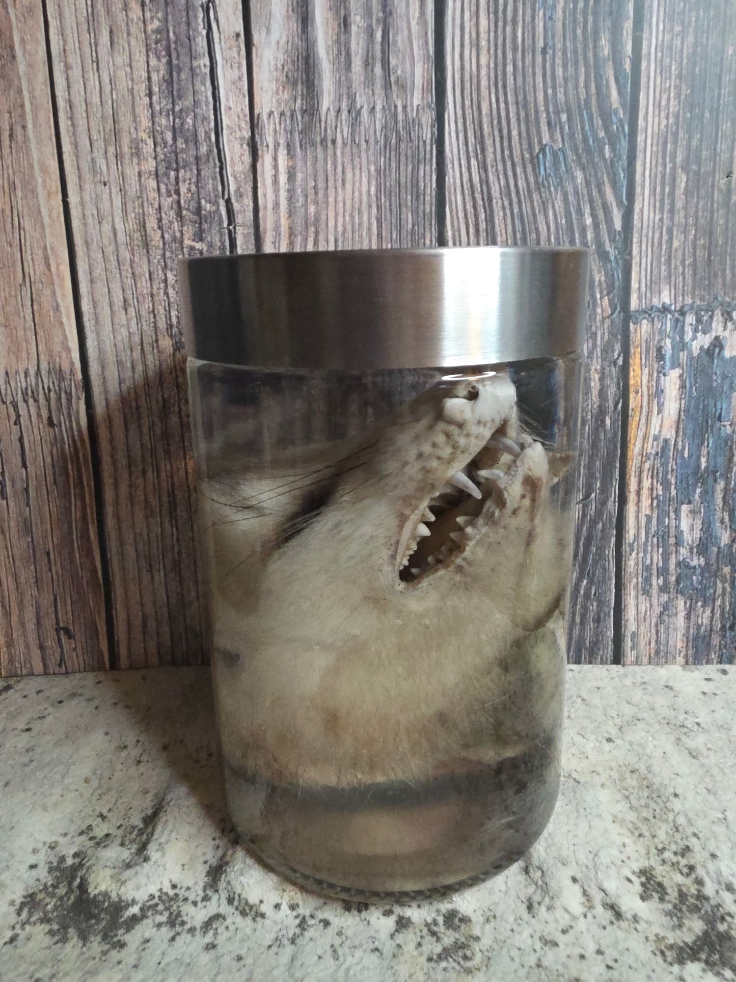 Virginia Opossum Head Wet Specimen (#4)