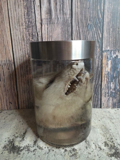 Virginia Opossum Head Wet Specimen (#4)