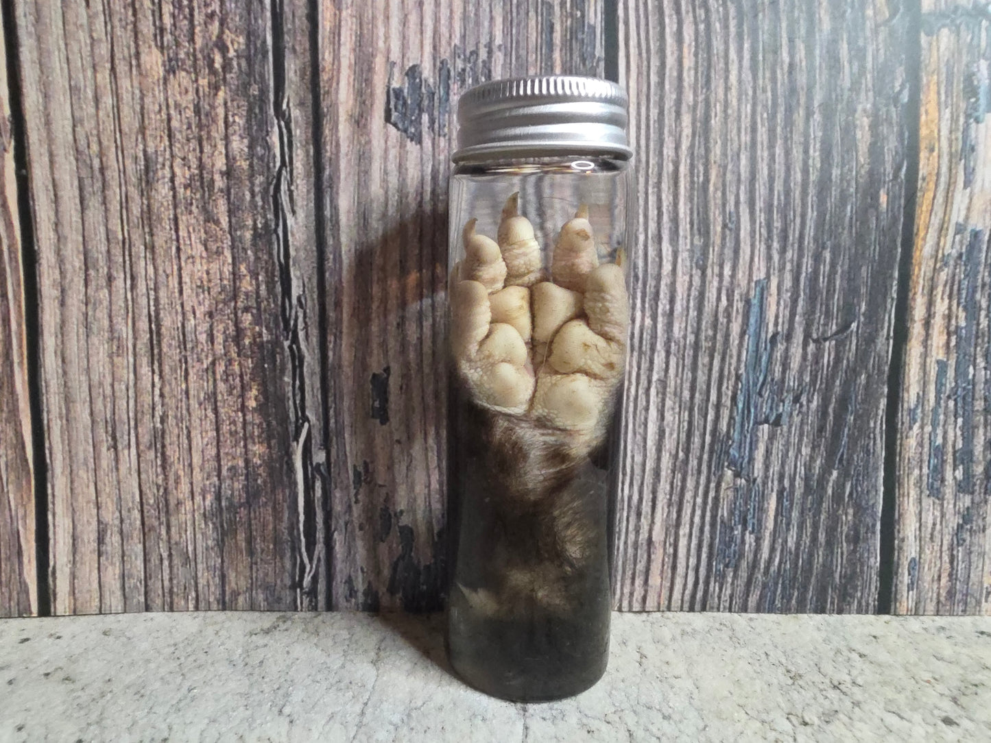 Virginia Opossum Front Paw Wet Specimen