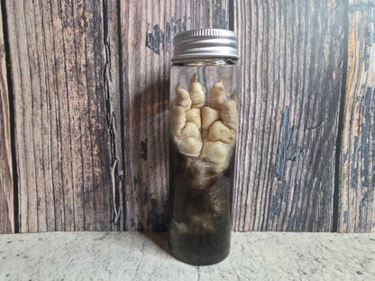 Virginia Opossum Front Paw Wet Specimen